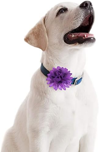 20 חתיכות פרחי צווארון כלבים מחמד פרחי חיות מחמד קשת קשת קסמי כלבים מרובי צבעים פרח לאביזרי טיפוח